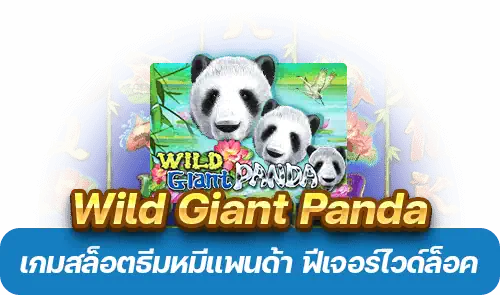 Wild Giant Panda