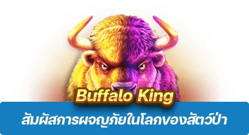 Buffalo King